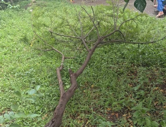 पार्क नहीं बचेंगे तो शहर की सांसें कैसे बचेंगी? कुर्सियां गायब, लोहे की छतरी और बच्चों के मनोरंजन के उपकरण भी नदारद; कचरे और अतिक्रमण ने बिगाड़ी पार्क की सूरत