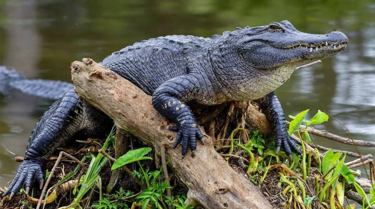 10-foot alligator attacks Florida paddleboarder, tears off her arm