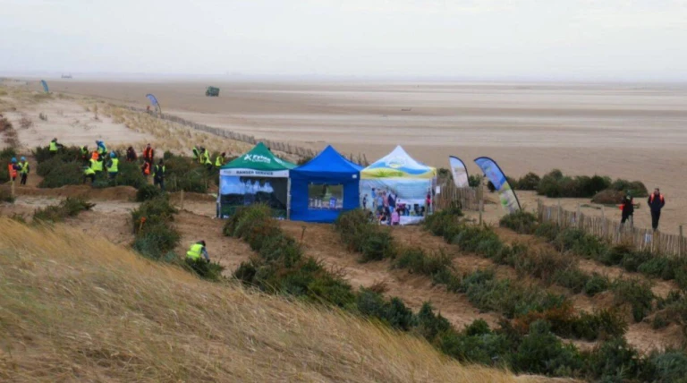 How discarded Christmas trees are being used to build dunes on a UK beach