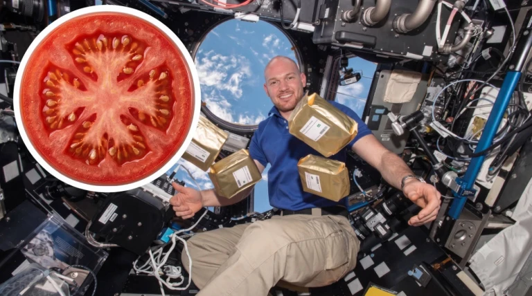 NASA sent 12.5 million tomato seeds to space; later planted across 40,000 schools