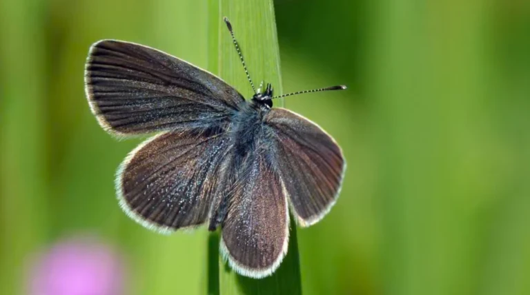 England's 330-acre wheat farm turned wild; 5,290 butterflies counted in 2 years